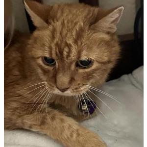 Lost Cat Turbo