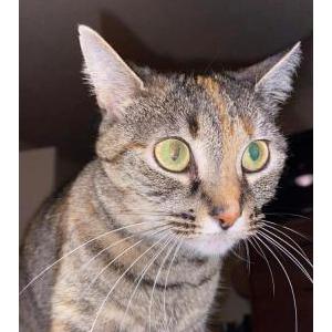 Lost Cat Scarlett