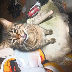 Image of Tigre, Lost Cat