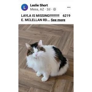 Image of Layla, Lost Cat