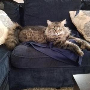 Image of Sam or Sammy, Lost Cat