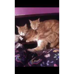 Lost Cat Zoey