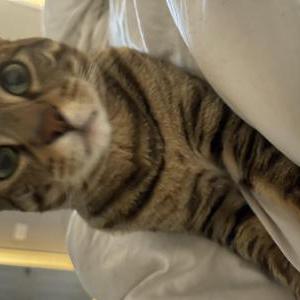 Lost Cat Leo