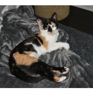Image of Holly Meyer, Lost Cat