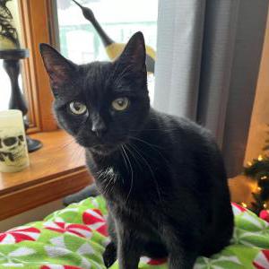 Lost Cat Vlad