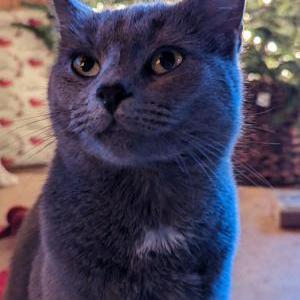 Lost Cat Catsby