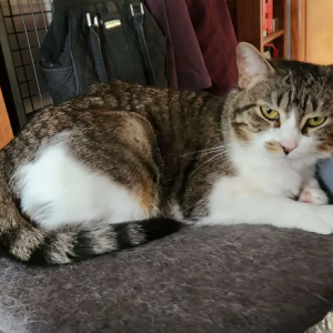 Lost Cat Mae