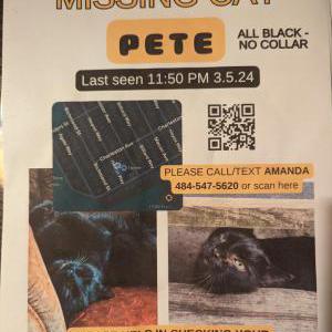 Lost Cat Pete