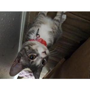 Lost Cat Luna