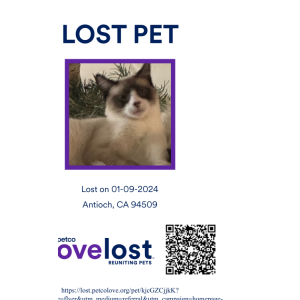 Image of Angel, Lost Cat