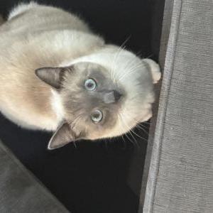 Image of Bao, Lost Cat