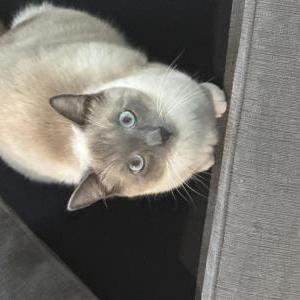 Lost Cat Bao