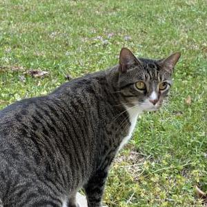 Image of Gordito, Lost Cat
