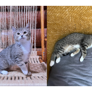 Lost Cat Kitsune