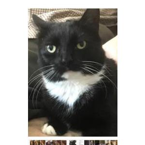 Lost Cat Trilly