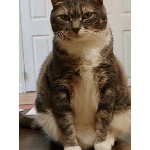 Lost Cat Danny