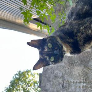Lost Cat Clover