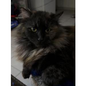 Image of Coral, Lost Cat