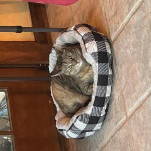 Lost Cat Shadow