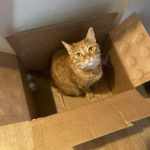 Lost Cat Daisy