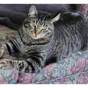 Lost Cat Bentley