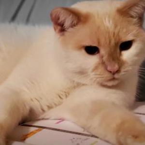 Lost Cat Angel