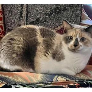 Lost Cat Lily
