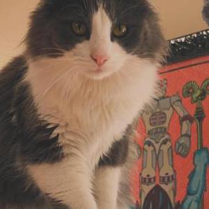 Lost Cat Henrietta
