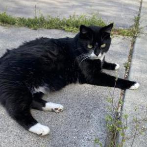 Lost Cat Eris