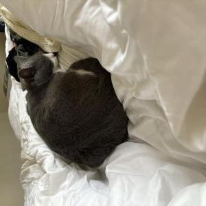 Lost Cat Blake Von