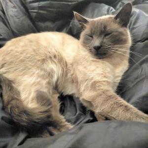 Lost Cat Mini Mook