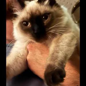 Lost Cat Mochi