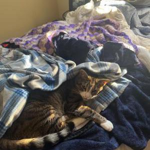 Lost Cat Oscar
