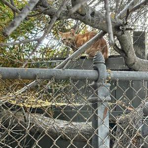 Image of Unknown, Found Cat