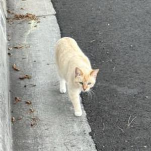 Found Cat Unknownss