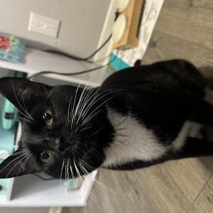 Lost Cat Oreo