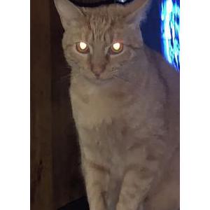 Lost Cat Oatis