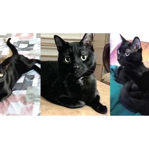 Lost Cat Binx