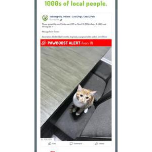 Lost Cat Simba