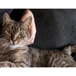 Lost Cat Galadriel