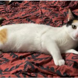 Lost Cat Pretty Girl