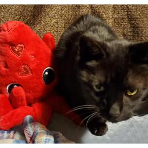 Lost Cat Stalker