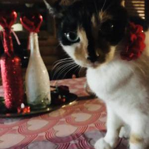 Lost Cat Athena