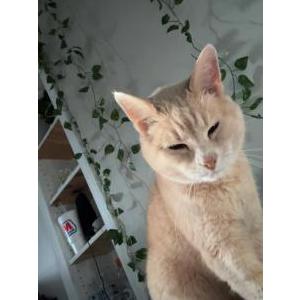Lost Cat Janet