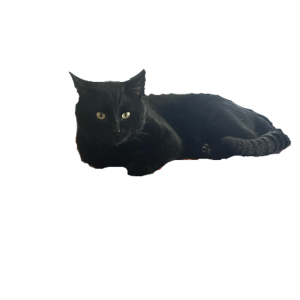 Image of Khal, Lost Cat