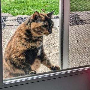 Found Cat Unknown