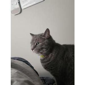 Lost Cat Winston