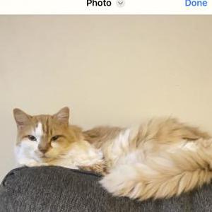 Image of Garf, Lost Cat