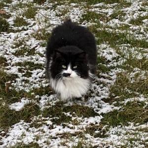 Found Cat Unknown