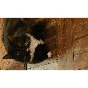Lost Cat Pascha